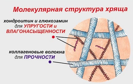 Молекулярная структура хряща