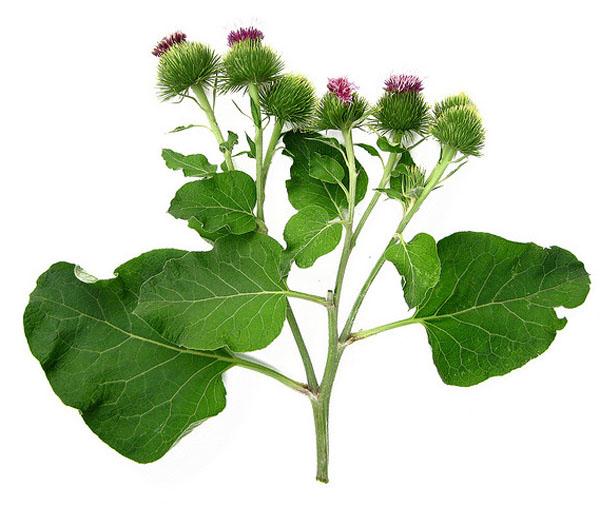 Лопух «Arctium»