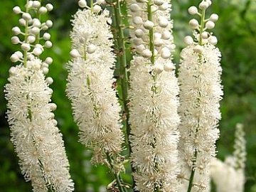 Клопогон (Cimicifuga foetida) Клопогон (Cimicifuga foetida)