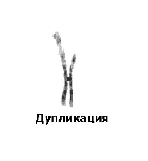 Хромосомная мутация, представленная удвоением участка хромосомы