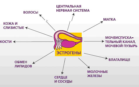 Влияние эстрогенов