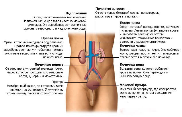 Мочеполовая система