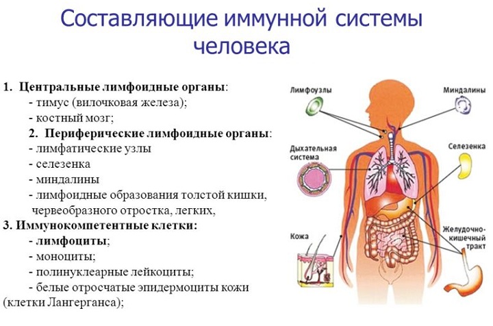 Составляющие иммунной системы человека