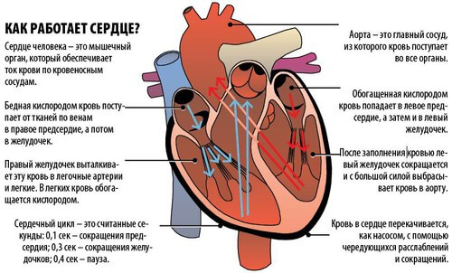 Работа сердца