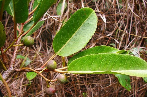 Африканская слива (Prunus africana)