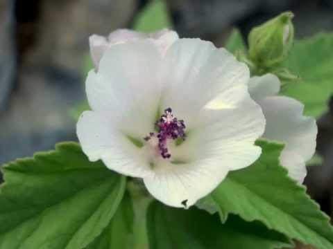 Алтей (Althaea officinalis L.)