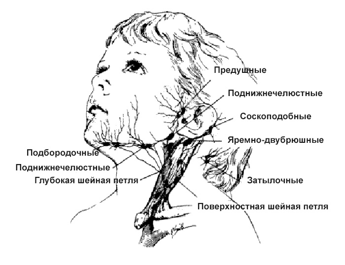 Развитие шейной лимфаденопатии