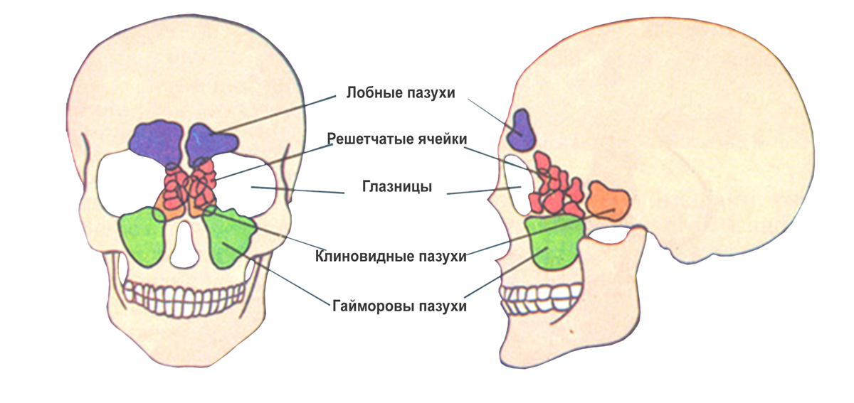 Придаточные пазухи носа