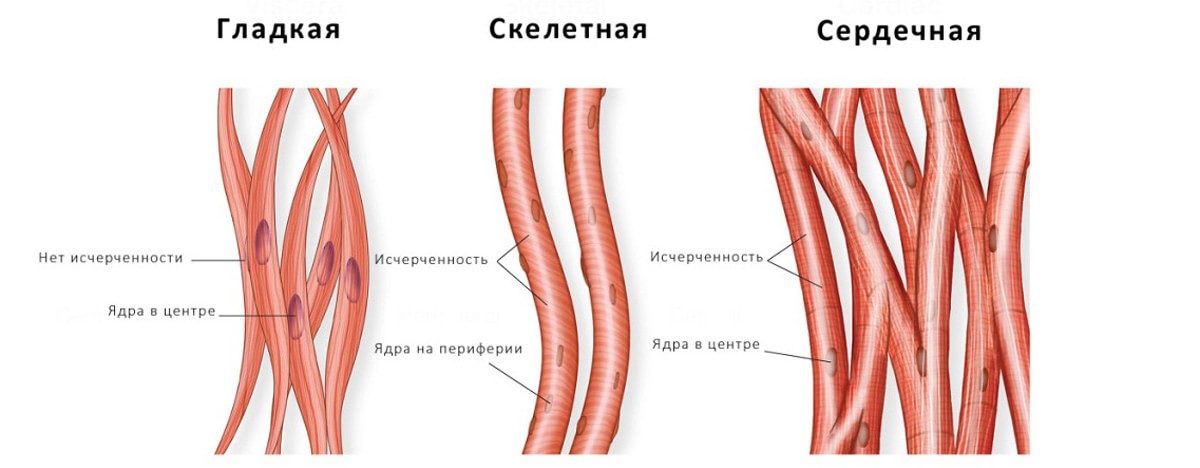 Виды мышц