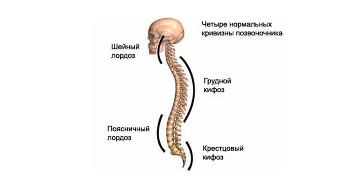 Изгибы позвоночника