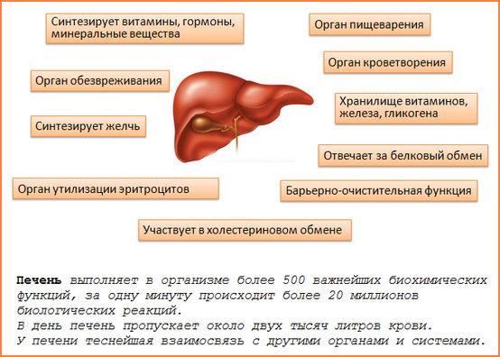 Функции печени
