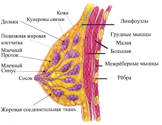 Строение груди