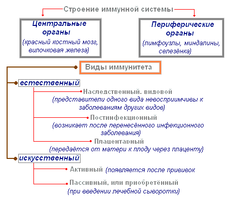 Строение иммунной системы