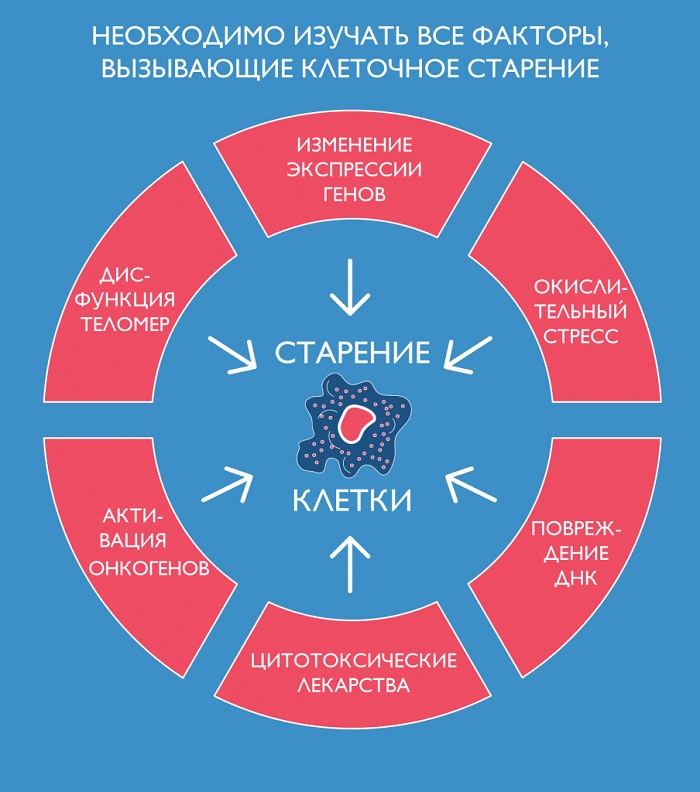 Факторы, вызывающие клеточное старение