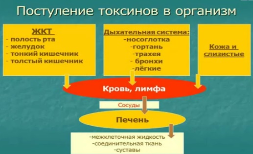 Поступление токсинов в организм