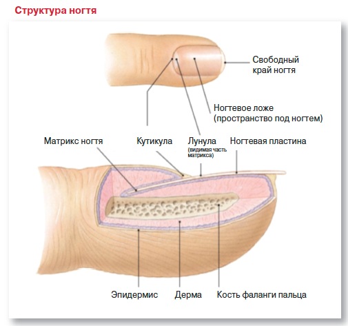 Структура ногтя