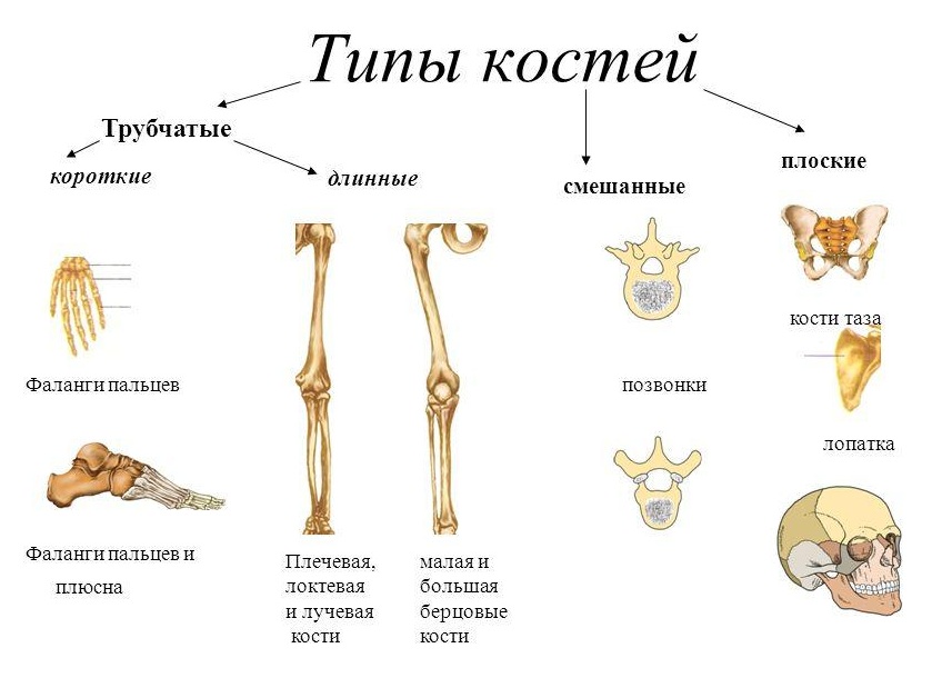 Типы костей