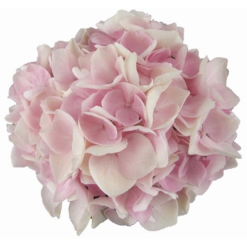 Гортензия (Hydrangea arborescens)