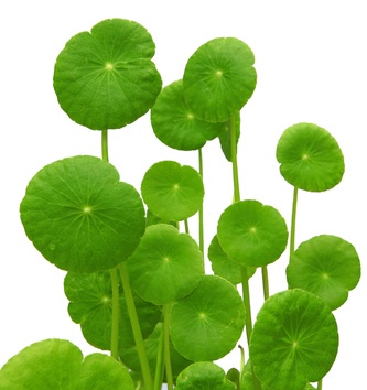 Готу кола (Centella asiatica)