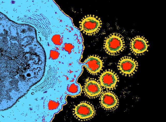 Атипичные пневмонии вызванные Mycoplasma spp. и Chlamydia spp Атипичные пневмонии вызванные Mycoplasma spp. и Chlamydia spp