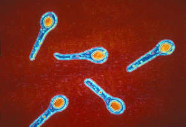Бактерия Clostridium tetani