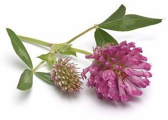Красный клевер (Trifolium pratense) 