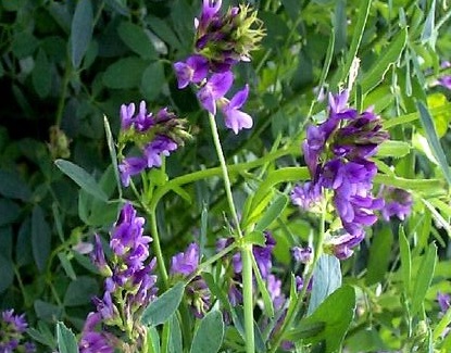 Люцерна (Medicago sativa)