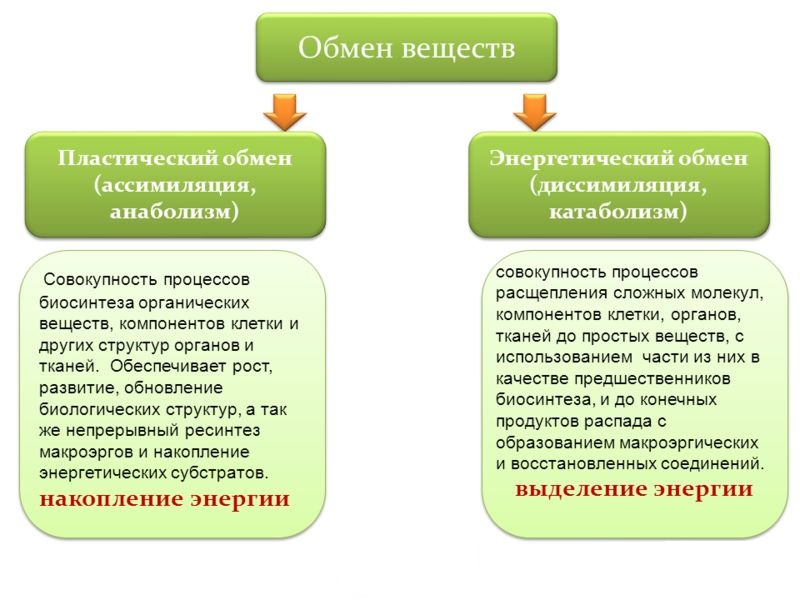 Обмен веществ