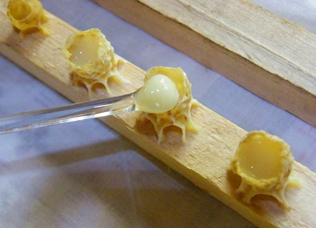 Сбор маточного молочка
