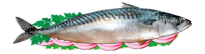 Скумбрия