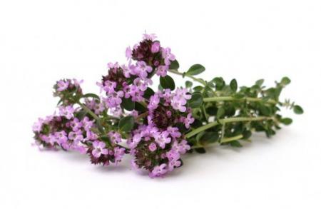 Тимьян (Thymus vulgaris)