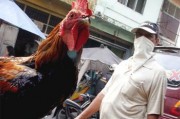 Новая пандемия гриппа – ближайшая угроза для человечества Новая пандемия гриппа – ближайшая угроза для человечества