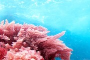 Беконовые водоросли – новый тренд диетической кухни Беконовые водоросли – новый тренд диетической кухни