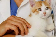 Кошачий ВИЧ против человеческого Кошачий ВИЧ против человеческого