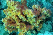 Глубоководные морские губки претендуют на звание лучшего средства против рака Глубоководные морские губки претендуют на звание лучшего средства против рака