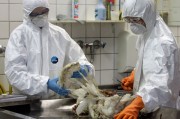 В США может разбушеваться страшный грипп