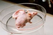 Японские ученые предложили производить донорские органы в организме животных Японские ученые предложили производить донорские органы в организме животных